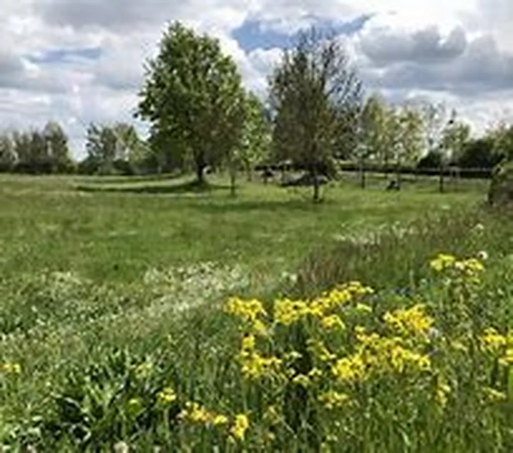 Ortsgemeinde Wöllstein stellt Pflege- und Mähkonzept zur Entwicklung von insektenfreundlichen Grünflächen um